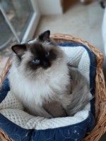 /album/nase-odchovy/hector-1-jpg/